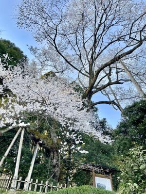 余川古寺の桜