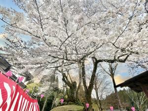 駒つなぎ桜