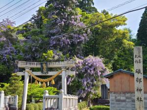 礒部神社の藤