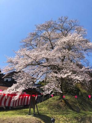 駒つなぎ桜240410