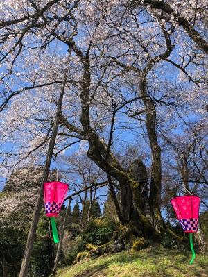 駒つなぎ桜2-240410