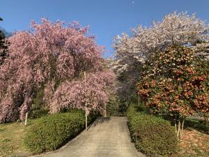 花の里くまなし１