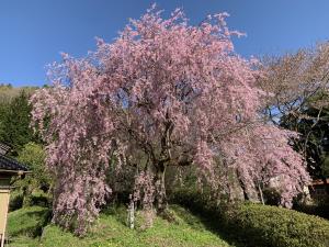 花の里くまなし３